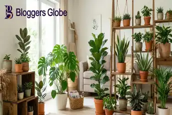 Best Indoor Plants for a Healthy Home