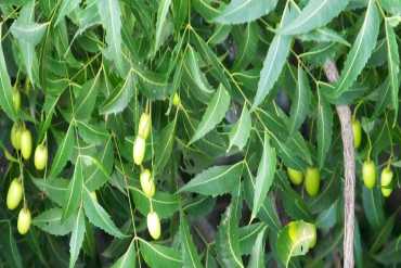 स्वास्थ्य पर नीम के पांच अविश्वसनीय लाभ